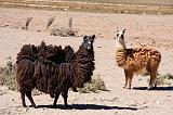 BOLIVIA - Uyuni Villamar - 12 - Lama